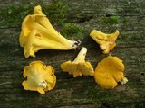 Cantharellus lateritius image