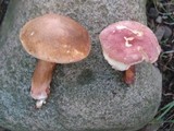 Gyroporus purpurinus image