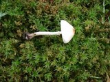 Lepiota cristata image