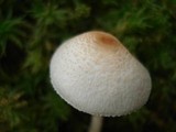 Lepiota cristata image