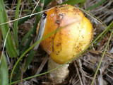 Amanita amerimuscaria image