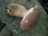Tylopilus rubrobrunneus image