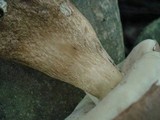 Tylopilus rubrobrunneus image