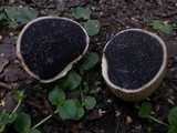 Scleroderma cepa image
