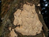 Datronia mollis image
