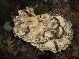 Meripilus sumstinei image