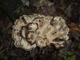Meripilus sumstinei image