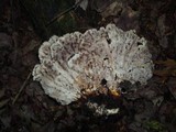 Meripilus sumstinei image