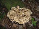 Meripilus sumstinei image