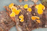 Lachnellula agassizii image