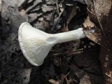 Clitocybe costata image