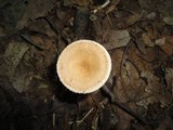 Clitocybe costata image