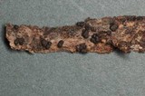 Rosellinia diathrausta image