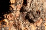 Rosellinia diathrausta image
