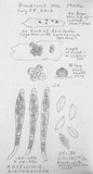 Rosellinia diathrausta image