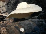 Neolentinus ponderosus image