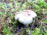 Tricholoma saponaceum image