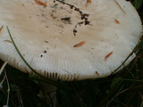 Amanita amerimuscaria image