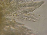 Nectriella sceptri image