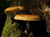Leucopholiota decorosa image