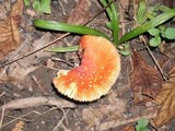 Amanita parcivolvata image