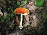 Amanita parcivolvata image
