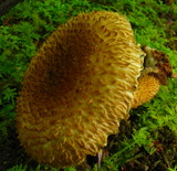Leucopholiota decorosa image