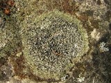 Bilimbia sabuletorum image