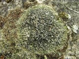 Bilimbia sabuletorum image