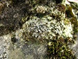 Bilimbia sabuletorum image