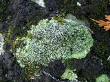 Bilimbia sabuletorum image