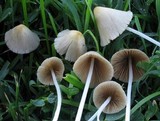 Conocybe apala image