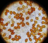 Conocybe apala image