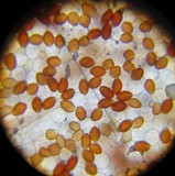 Conocybe apala image