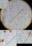 Conocybe apala image
