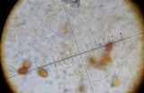 Conocybe apala image