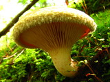 Paxillus involutus image