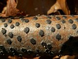 Diatrype disciformis image