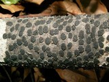 Diatrype disciformis image