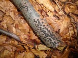 Diatrype disciformis image
