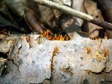 Calocera cornea image