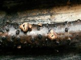 Encoelia furfuracea image