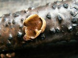 Encoelia furfuracea image