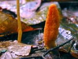 Cordyceps militaris image
