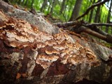 Mensularia nodulosa image