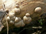 Lycogala epidendrum image