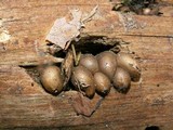 Lycogala epidendrum image