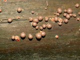 Lycogala epidendrum image