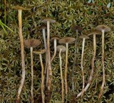 Phaeonematoloma myosotis image