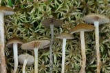 Phaeonematoloma myosotis image